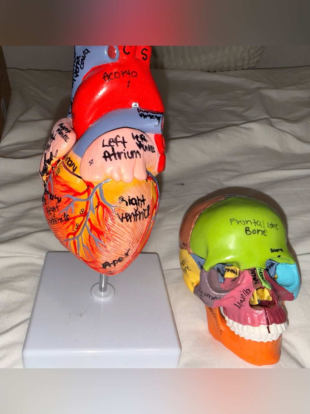 Anatomical Heart and Skull Educational Model Set - Multicolor